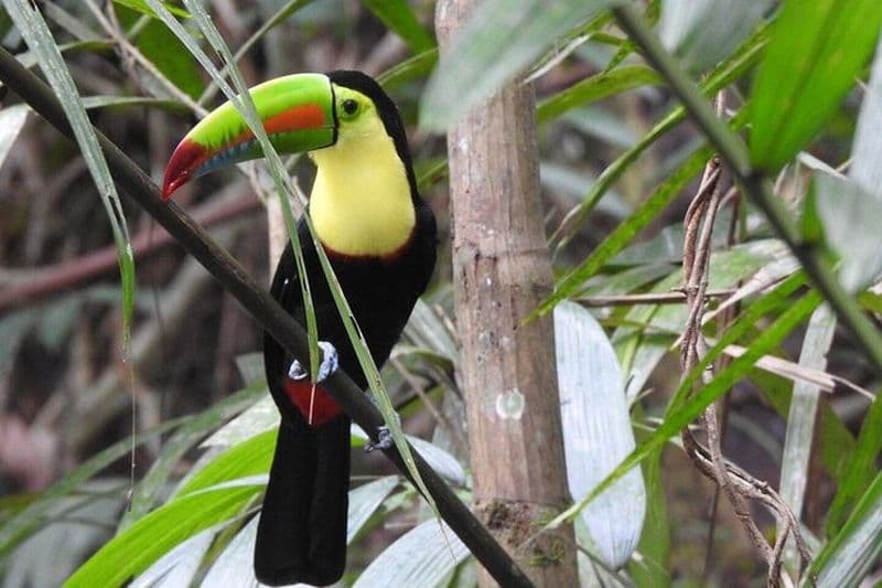 Billet Faits saillants de l'observation des oiseaux et de la nature sur la route des pipelines