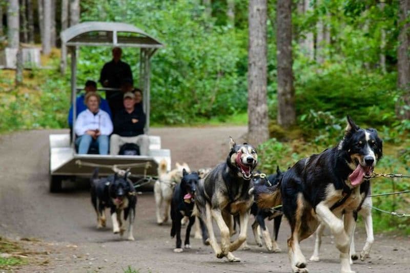 Aventure de chiens de traîneau à Skagway