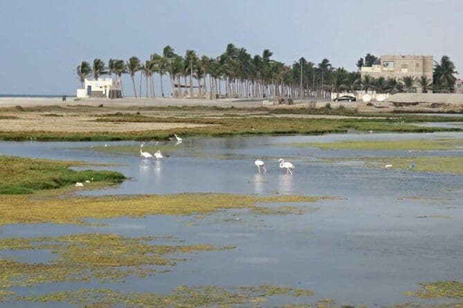 Journée complète Salalah City Tour et Salalah Est
