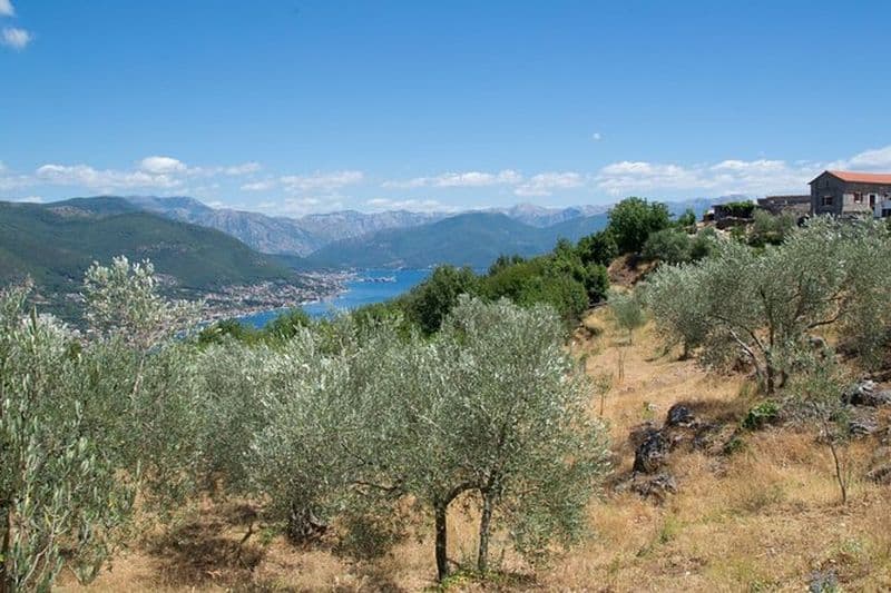 Ferme d'huile d'olive à l'expérience de la fourchette et courte visite à pied de Kotor