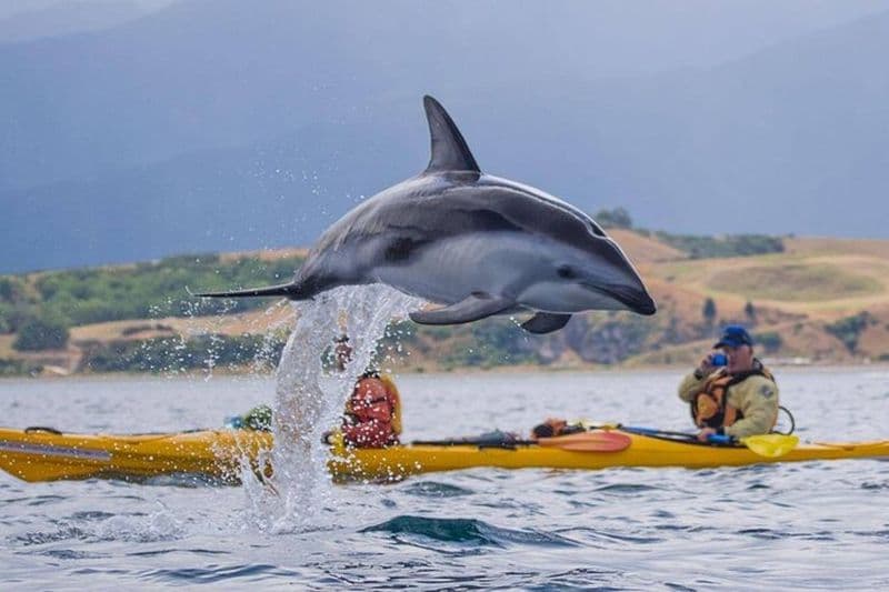 Aventure en kayak à Kaikoura en petit groupe au départ de Christchurch