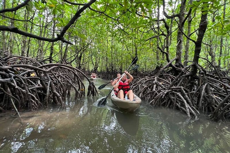 Kayak dans la mangrove d'une demi-journée à Langkawi