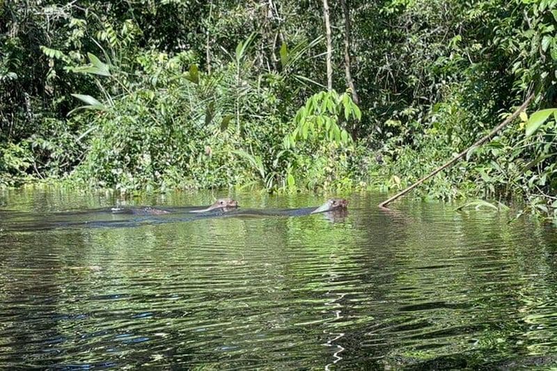Voyage de survie en profondeur en Amazonie de 7 jours au lac Amanã