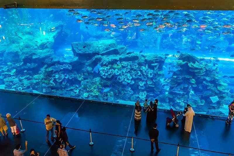 Billet Dubaï Mall Aquarium et zoo sous-marin avec billets Penguin Cove