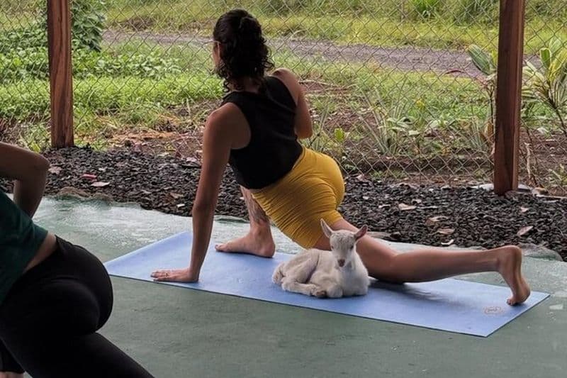 Cours de yoga entouré de chèvres