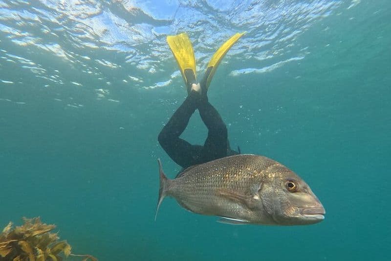 Visite avancée de l'île aux chèvres avec tuba