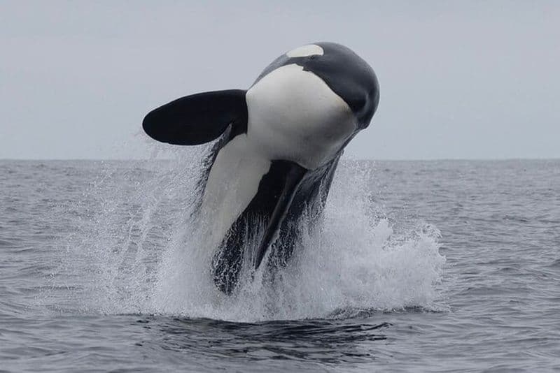 Billet Excursion d'une journée à Kaikoura Private Whale Watching au départ de Christchurch