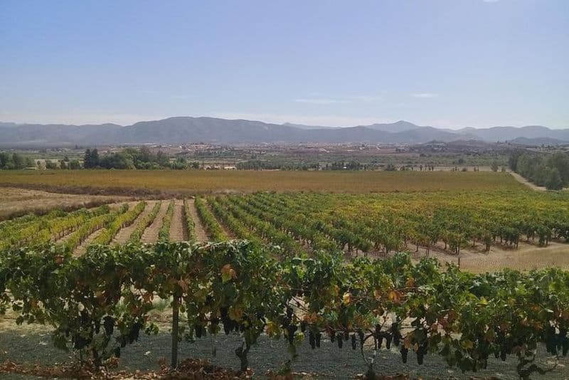 visites de vignobles et service de chauffeur dans la vallée de Guadalupe, Ensenada, C.-B. Mexique