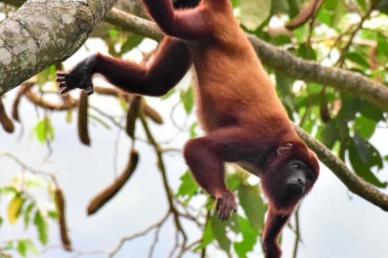 Billet Safari UTV dans une réserve naturelle remplie de faune près de Carthagène