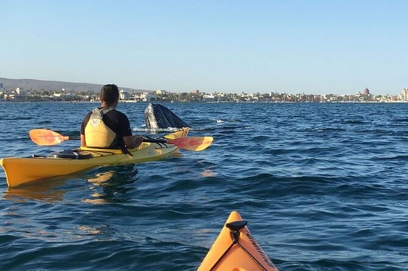 2 heures de safari en kayak à Bahía de La Paz