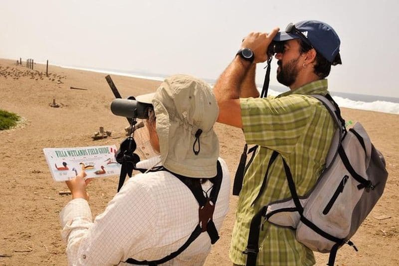 Birdwatching. Lima Wetlands