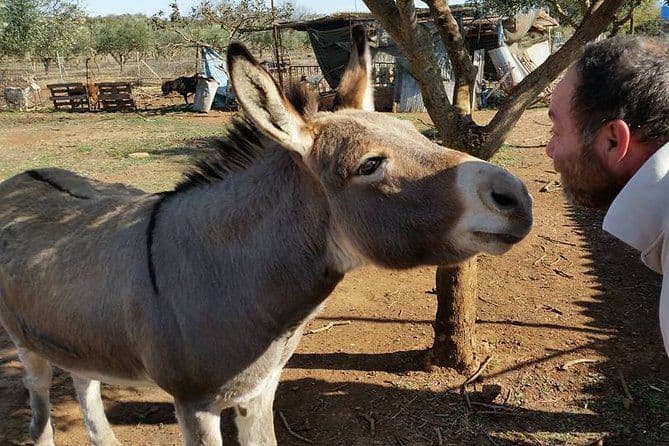 Visite à pied inspirante de la nature avec des ânes à La Haye