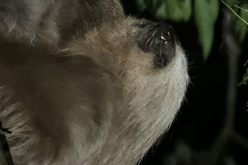 Visite à pied nocturne de Monteverde