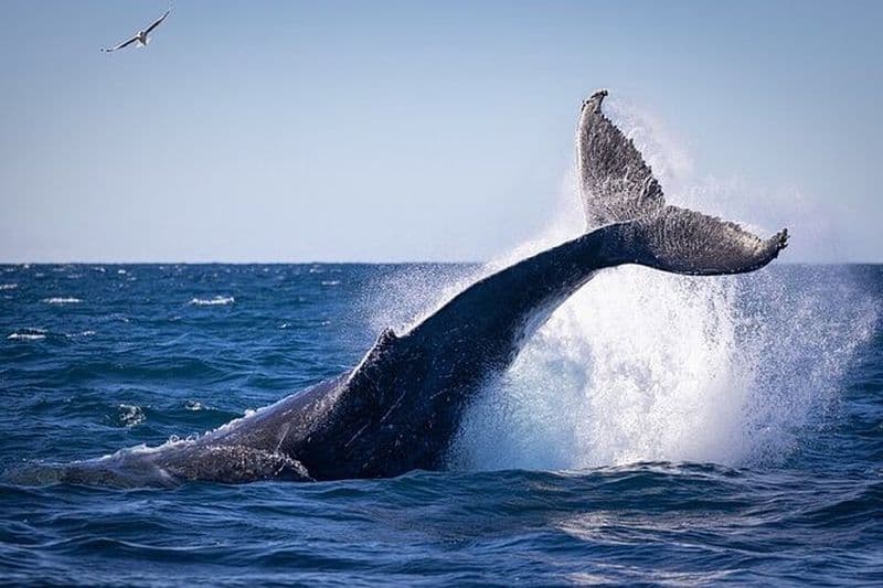 Aventure privée d'observation des baleines avec Schooner Ride