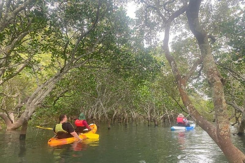 Raby Bay Wildlife Kayak Tour