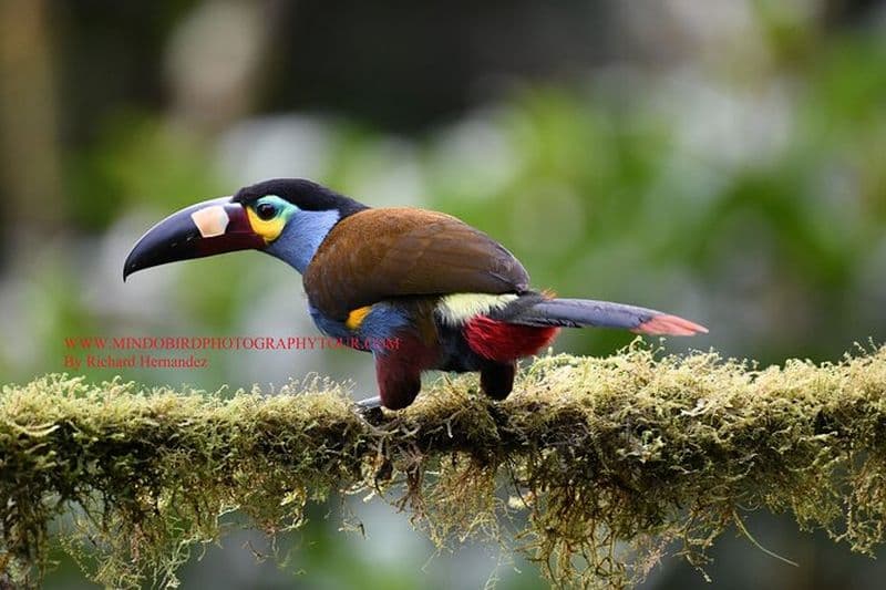 Visites photographiques d'oiseaux - Ecuador & Mindo par Richard Hernandez