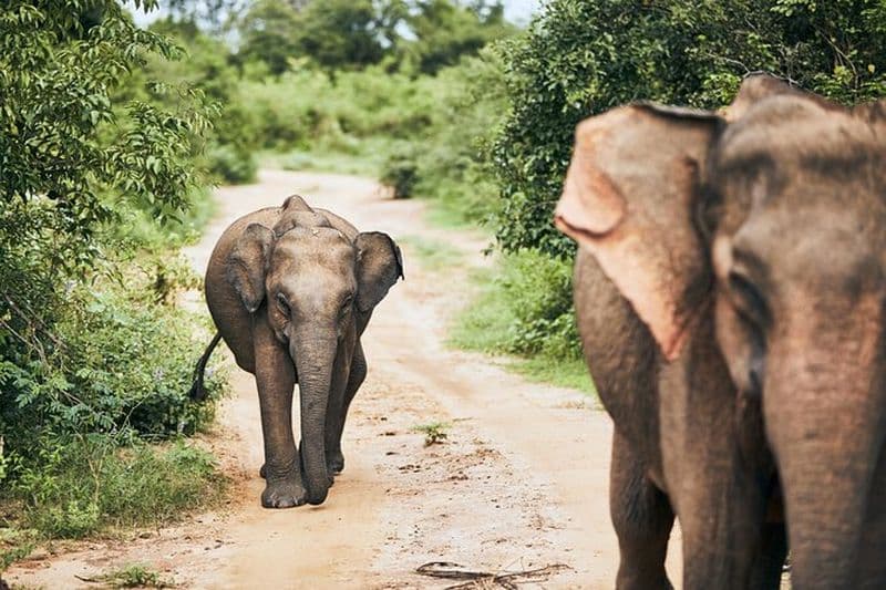 Billet Prise en charge du bateau de croisière Hambantota : safari dans le parc national d'Udawalawe