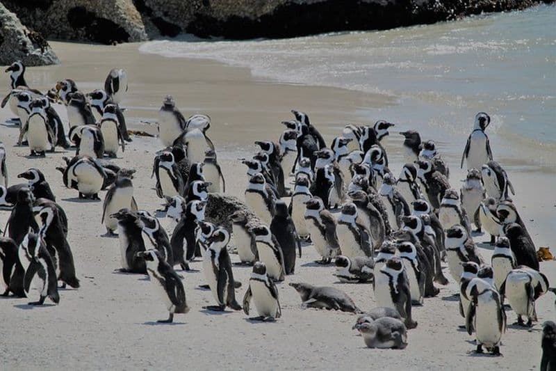 Penguin Encounter Boulders Beach en demi-journée au départ de Cape Town