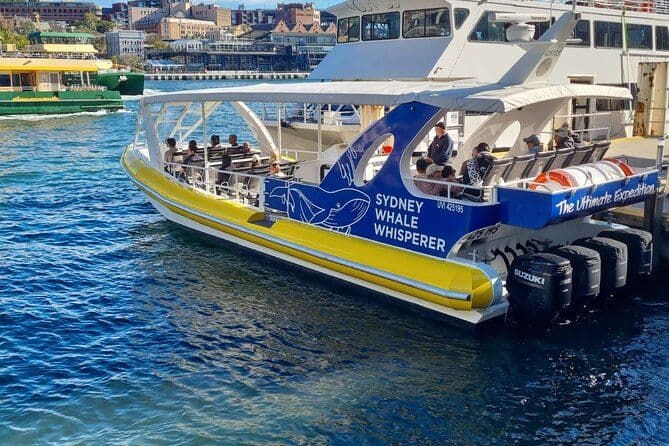 Observation des baleines à Sydney