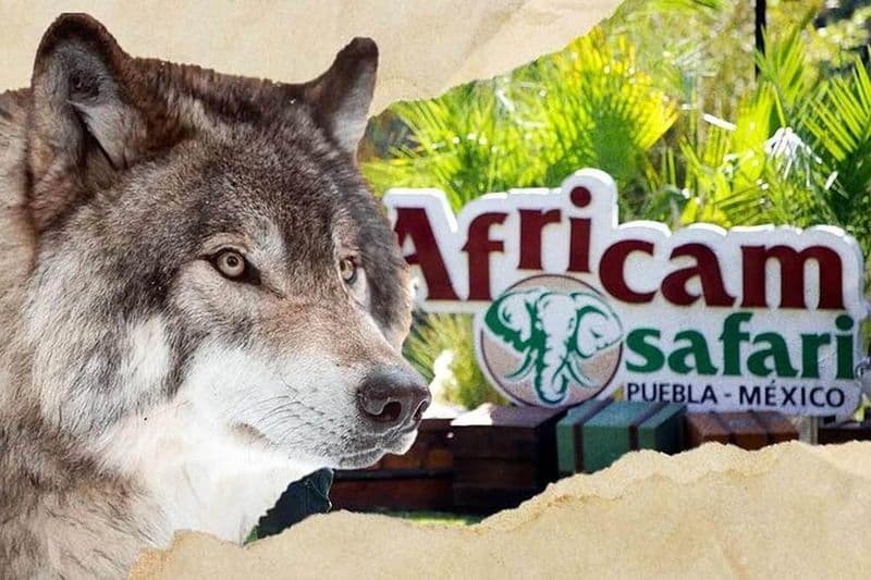 Africam Safari Tour à Puebla