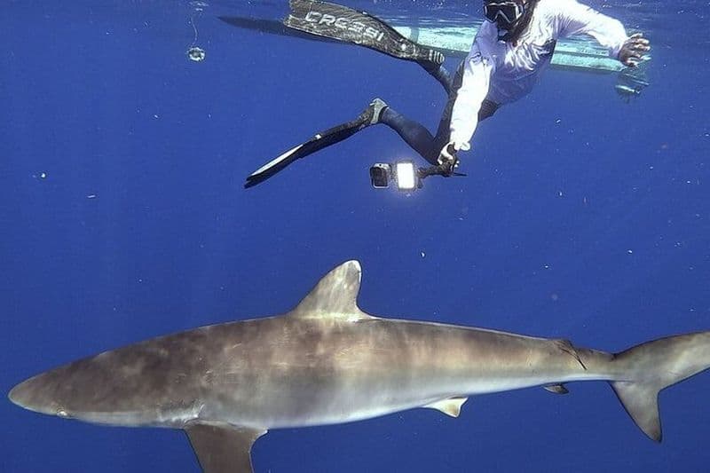 Pélagique Requin Safari Expédition avec tuba