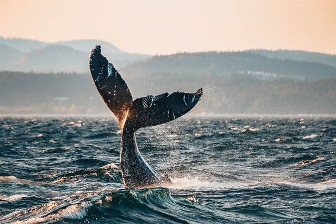 Vancouver Sunset Whale Watching Adventure avec photos gratuites
