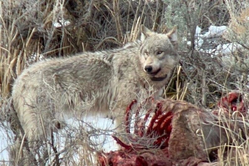Billet Safari hivernal privé/VIP de la faune de Yellowstone
