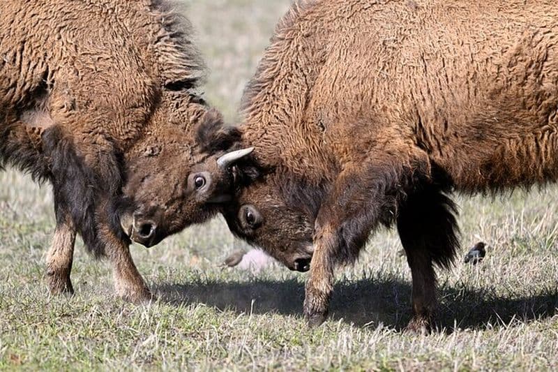 Parc national de Yellowstone - Visite d'une journée complète de la boucle inférieure au départ de West Yellowstone