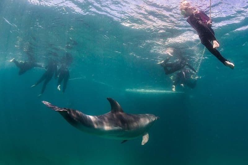 Billet Aventure de plongée avec tuba parmi les dauphins et les phoques au départ de Sorrente