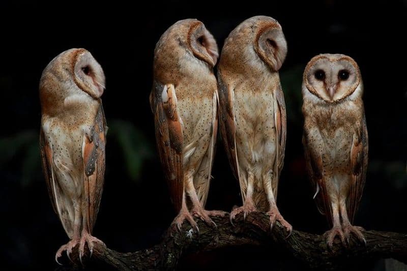 Billet 5 jours - Visite privée de photographie de la faune avec des options d'hébergement uniques