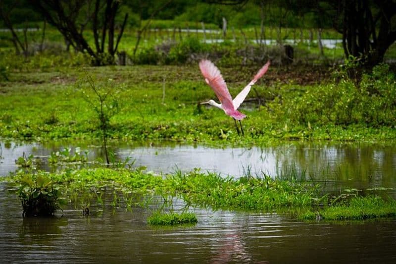 Safari sur la rivière Magdalena - 6 heures