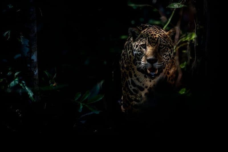 Randonnée nocturne au sanctuaire sauvage de Cockscomb Basin