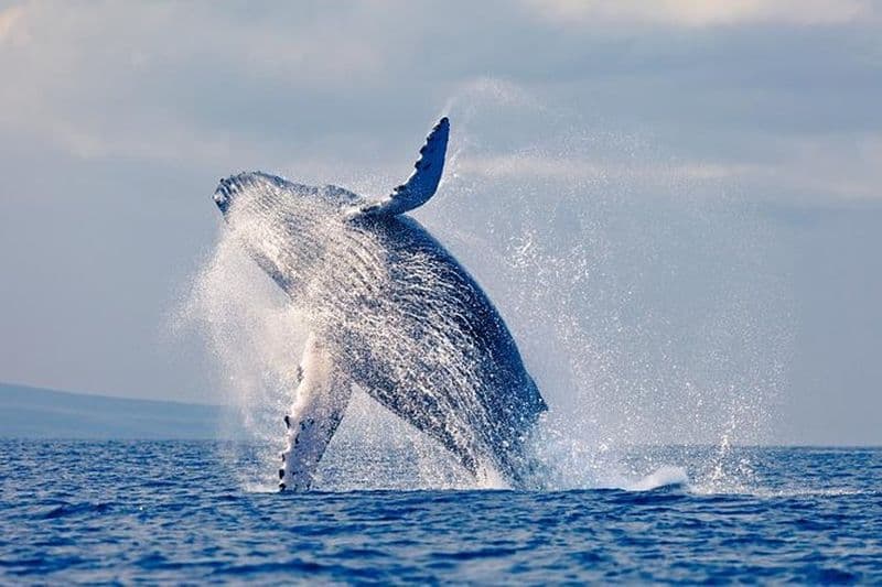 Observation des baleines dans la mer du Pacifique en Colombie