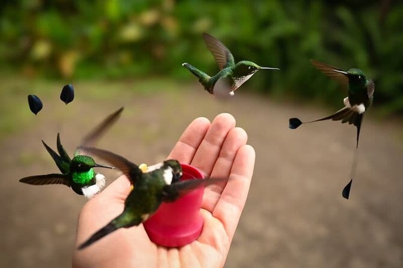Visite privée de la forêt de Mindo Cloud: Observation des oiseaux, Oiseaux & Nature