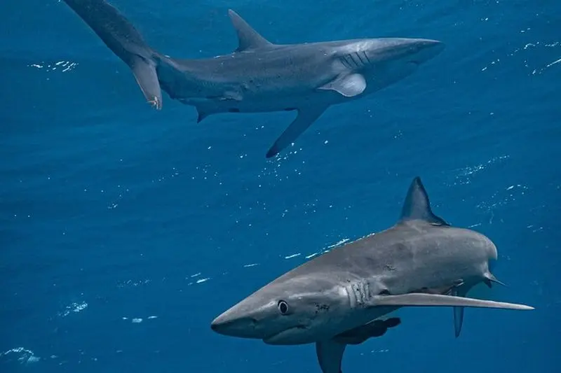 Billet Plongée guidée avec les requins à Los Cabos
