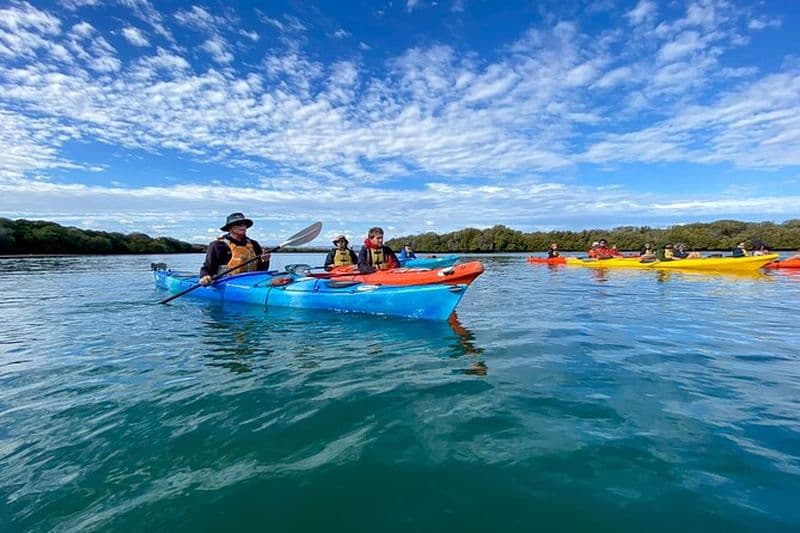 Excursion en kayak dans les mangroves du sanctuaire des dauphins d'Adélaïde