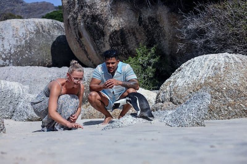 Visite d'une demi-journée des pingouins de Boulders Beach