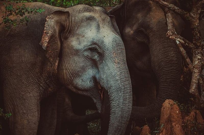 Circuit de 15 jours au Sri Lanka avec chauffeur privé