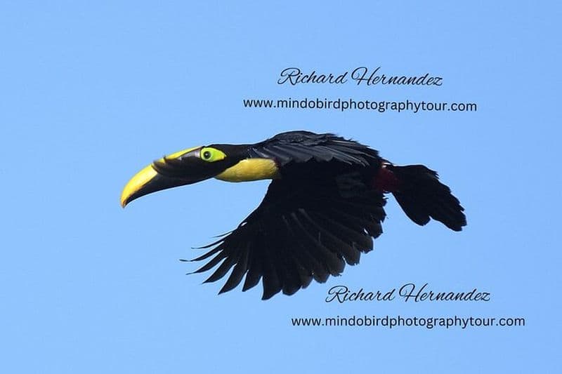 Visite des oiseaux de l'Équateur et forêt nuageuse de Mindo - par Richard Hernandez