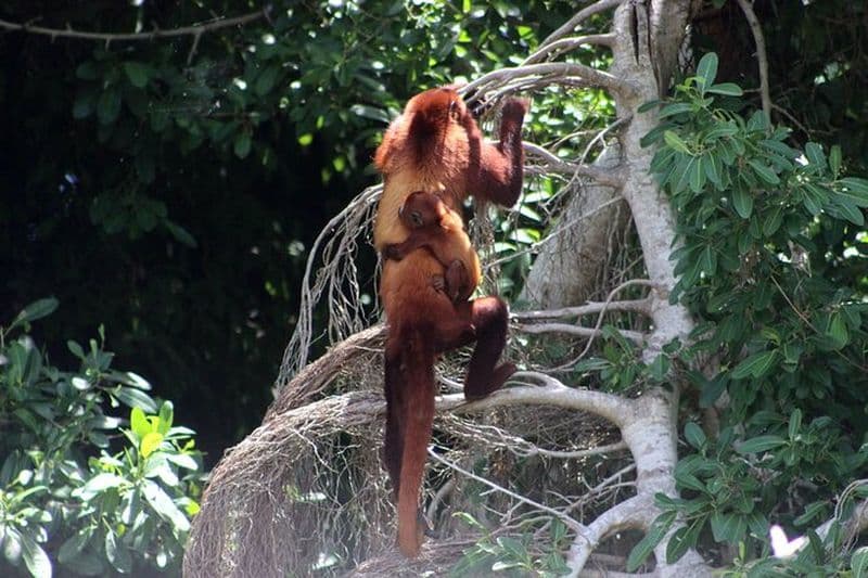 La randonnée du sentier hurlant