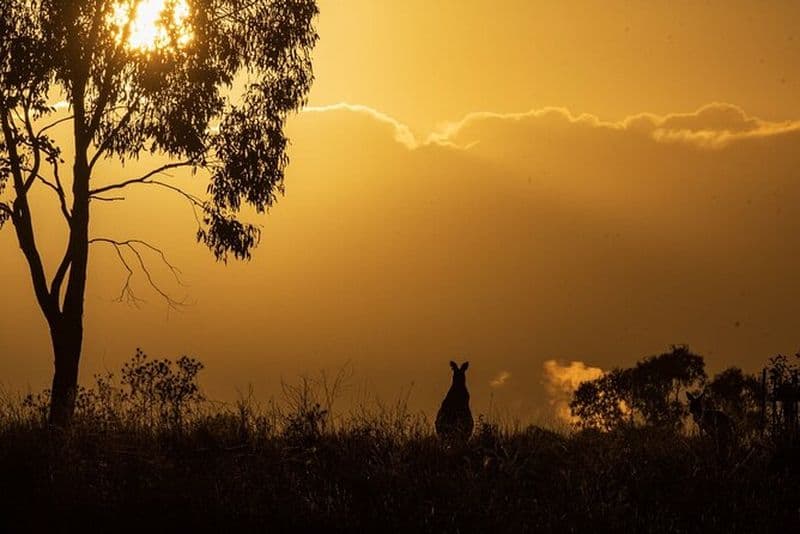 Observation d'oiseaux et photographie autour de Bathurst, Australie