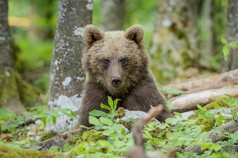 Billet Faune Slovénie - Visite guidée de photographie d'ours et d'oiseaux