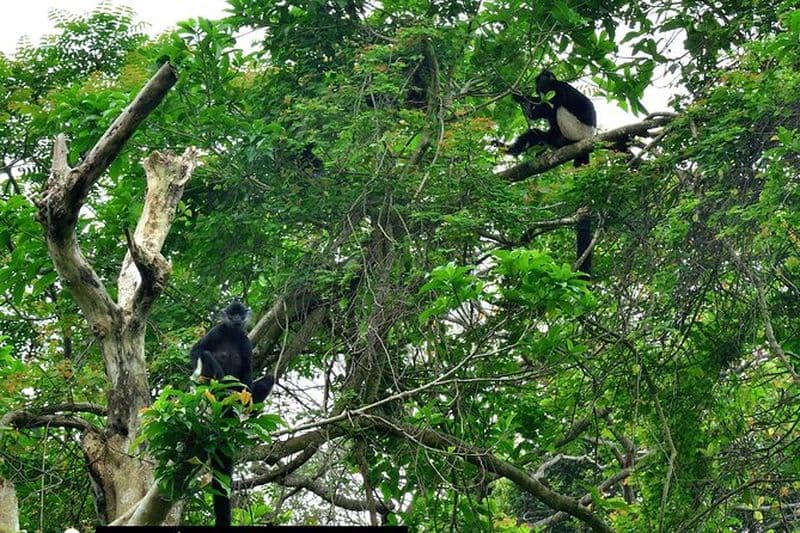 Billet Ninh Binh : Parc Natonal de Cuc Phuong, Randonnée dans la jungle, Spéléologie, Guide