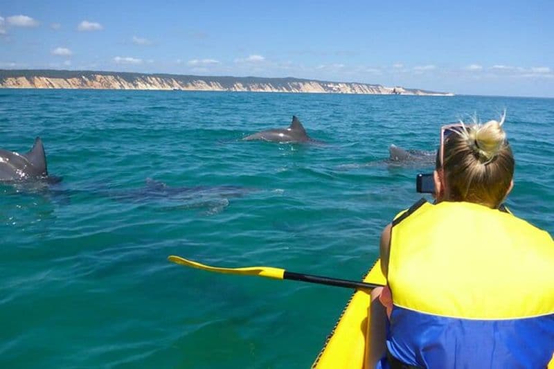 Kayak épique avec dauphins et faune - 4WD Beach Adventure Noosa