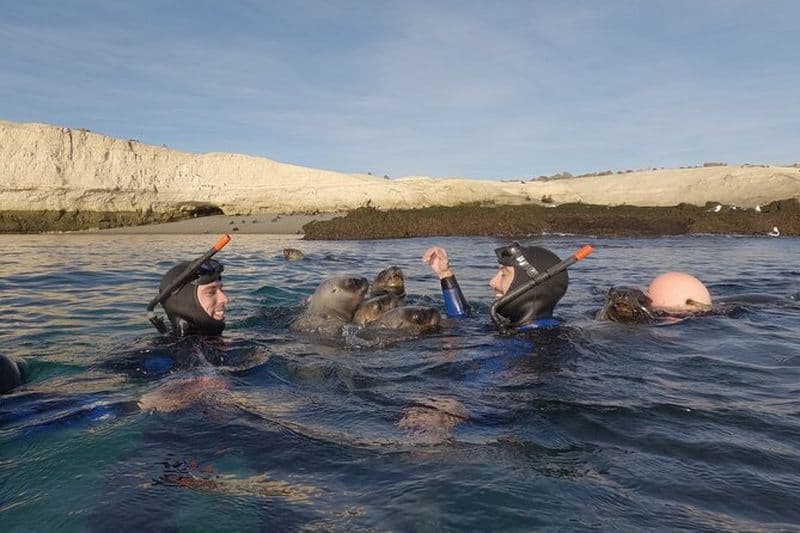 Billet Plongée en apnée avec les lions de mer par Madryn Buceo
