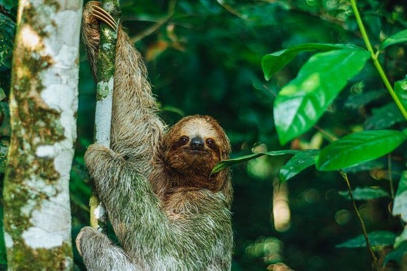 Billet Visite des paresseux à La Fortuna et cours de cuisine aux tortillas