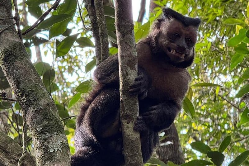 Forêt de Tijuca : visite avec cascades et grottes