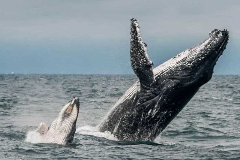 Visite des baleines tôt le matin: Mère & Veau à Puerto López