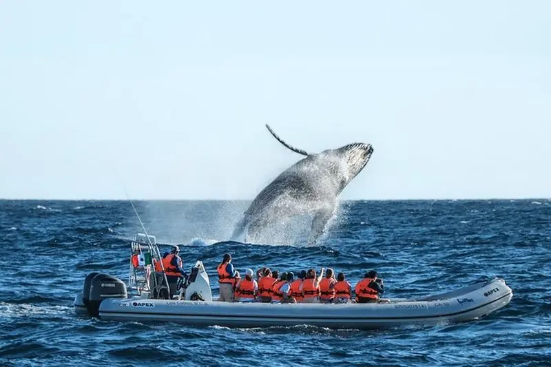 Observation des baleines, la célèbre arche et excursion en bateau rapide à Los Cabos