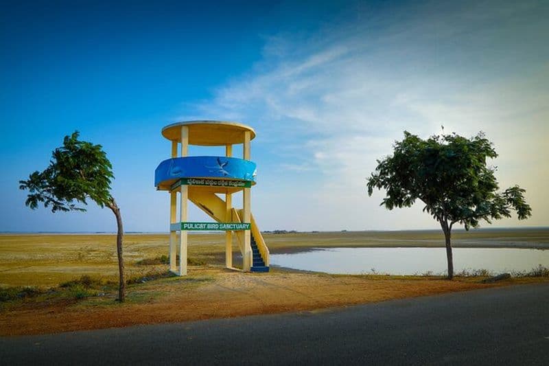 Birds & Beyond: excursion d'une journée au sanctuaire d'oiseaux de Chennai à Pulicat